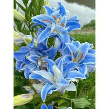 Outdoor Decor - Lily Bulb (not Seeds) - View 6