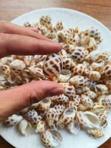 100g / 200g / 300g Natural Seashells, Suitable For Handmade DIY, Beach Party, Aquarium Landscaping And Home Decor, Holiday Decorations; Natural Shell DIY Handmade Materials, Can Be Used For Micro Landscapes, Fish Tank Decor, Mediterranean Wind Chimes, Photo Frame Making And Other Decorative Accessories; Handmade Commemorative Small Gifts, Highly Attractive Self-Made Ocean Style Complete DIY Materials; Rich And Unique Shell Wall Decorations - Set - View 4