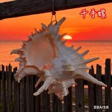 Large White Conch Shell, Home Decor, Aquarium Landscaping, Aquarium Decoration, Large Conch Shell, Home Decor Ornament, Home Life Decoration, Aquarium Landscape, Aquatic Decoration, Specimen Decoration, Home Decor - 1PC - View 7