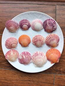 5pcs/10pcs/12pcs Natural Pink Scallop Shells, Ocean Handmade Materials, Suitable For DIY Materials, Aquarium Decor, Home Bathroom Decoration, Party Aromatherapy Candles, Wedding Decoration, Photography Props And Other Handmade Creations, Halloween Gifts - Set - View 14