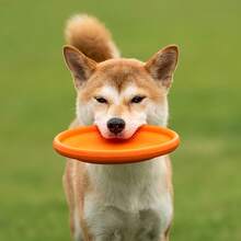 Dog Flying Disc - Orange/Orange - View 2