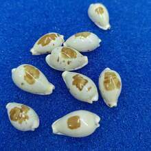 1pc Precious Seashell | Random Color And Pattern - Suitable For Replacing Small Hermit Crab Shells, Decorating Fish Tank And Aquarium Micro-Landscapes, DIY Seashell Jewelry Pendants And Niche Holiday Gifts - Random Pattern - View 4