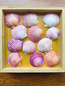 5pcs/10pcs/12pcs Natural Pink Scallop Shells, Ocean Handmade Materials, Suitable For DIY Materials, Aquarium Decor, Home Bathroom Decoration, Party Aromatherapy Candles, Wedding Decoration, Photography Props And Other Handmade Creations, Halloween Gifts - Set - View 1
