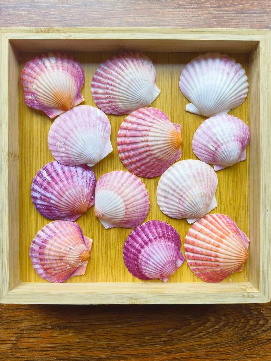 5pcs/10pcs/12pcs Natural Pink Scallop Shells, Ocean Handmade Materials, Suitable For DIY Materials, Aquarium Decor, Home Bathroom Decoration, Party Aromatherapy Candles, Wedding Decoration, Photography Props And Other Handmade Creations, Halloween Gifts - Set - View 1