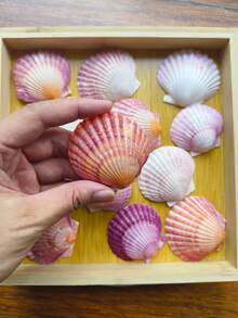 5pcs/10pcs/12pcs Natural Pink Scallop Shells, Ocean Handmade Materials, Suitable For DIY Materials, Aquarium Decor, Home Bathroom Decoration, Party Aromatherapy Candles, Wedding Decoration, Photography Props And Other Handmade Creations, Halloween Gifts - Set - View 4