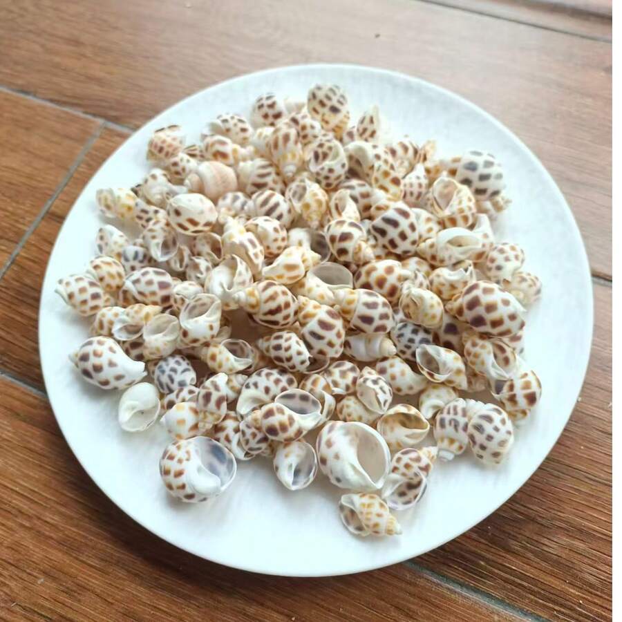 100g / 200g / 300g Natural Seashells, Suitable For Handmade DIY, Beach Party, Aquarium Landscaping And Home Decor, Holiday Decorations; Natural Shell DIY Handmade Materials, Can Be Used For Micro Landscapes, Fish Tank Decor, Mediterranean Wind Chimes, Photo Frame Making And Other Decorative Accessories; Handmade Commemorative Small Gifts, Highly Attractive Self-Made Ocean Style Complete DIY Materials; Rich And Unique Shell Wall Decorations