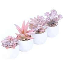 Preserved Flowers - 4pcs - View 7