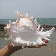 Large White Conch Shell, Home Decor, Aquarium Landscaping, Aquarium Decoration, Large Conch Shell, Home Decor Ornament, Home Life Decoration, Aquarium Landscape, Aquatic Decoration, Specimen Decoration, Home Decor - 1PC - View 1