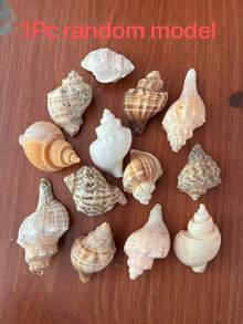 大號海螺殼 金色海螺 大青蛙螺 石螺 白色珊瑚 適用於水族箱裝飾、居家客廳、辦公室及其他裝飾用途(隨機發貨) - 多色 - 查看 14