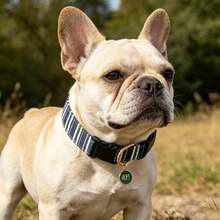 Pink Striped Dog Collar For Girl Dogs, Classic Boy Checkerboard Pet Collar With Quick Release Buckle For Puppy Small Medium Large Dogs - Navy Blue - View 3