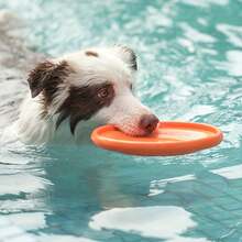 Dog Flying Disc - Orange/Orange - View 9
