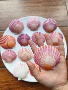 5pcs/10pcs/12pcs Natural Pink Scallop Shells, Ocean Handmade Materials, Suitable For DIY Materials, Aquarium Decor, Home Bathroom Decoration, Party Aromatherapy Candles, Wedding Decoration, Photography Props And Other Handmade Creations, Halloween Gifts - Set - View 5