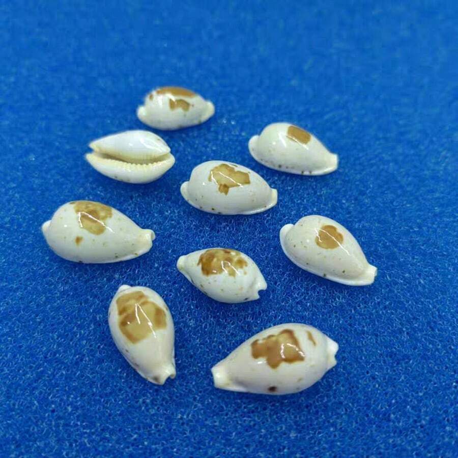 1pc Precious Seashell | Random Color And Pattern - Suitable For Replacing Small Hermit Crab Shells, Decorating Fish Tank And Aquarium Micro-Landscapes, DIY Seashell Jewelry Pendants And Niche Holiday Gifts - Random Pattern - View 1