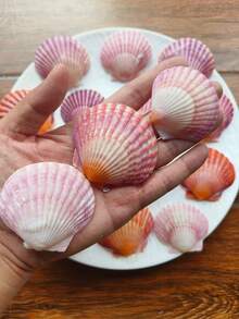 5pcs/10pcs/12pcs Natural Pink Scallop Shells, Ocean Handmade Materials, Suitable For DIY Materials, Aquarium Decor, Home Bathroom Decoration, Party Aromatherapy Candles, Wedding Decoration, Photography Props And Other Handmade Creations, Halloween Gifts - Set - View 2