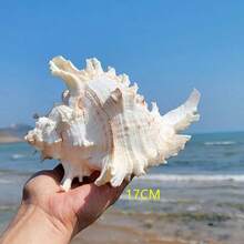 Large White Conch Shell, Home Decor, Aquarium Landscaping, Aquarium Decoration, Large Conch Shell, Home Decor Ornament, Home Life Decoration, Aquarium Landscape, Aquatic Decoration, Specimen Decoration, Home Decor - 1PC - View 9