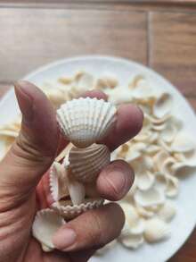 100g/200g/300g 海洋風時尚白色條紋貝殼 DIY 材料，天然雪蛙，微景觀，魚缸裝飾，地中海風風鈴，相框裝飾配件，手工紀念品，精緻自製海洋風系列 DIY 材料，繽紛迷人貝殼牆飾 - 彩色 - 查看 4