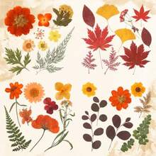 In Stock-Ships Immediately. Fall Dried Pressed Flowers And Leaves For Autumn Crafts Resin DIY Real Pressed Flowers, Ideal For Scrapbooking Candle Making, Autumn Foliage Colors, 100 Pcs Craft Set - Orange - View 5