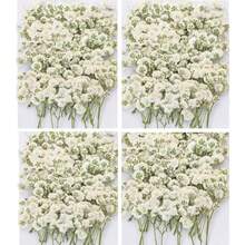 In Stock-Ships Immediately. 120 Pcs Pressed Baby's Breath Flowers Bulk, 100% Natural White Gypsophila Ready-To-Use Real Flowers With Delicate Texture For Greeting Cards, Wedding, Resin Jewelry, Bookmarks, Creative DIY Crafts. - White - View 1