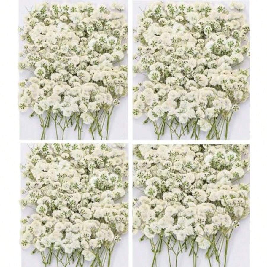 In Stock-Ships Immediately. 120 Pcs Pressed Baby's Breath Flowers Bulk, 100% Natural White Gypsophila Ready-To-Use Real Flowers With Delicate Texture For Greeting Cards, Wedding, Resin Jewelry, Bookmarks, Creative DIY Crafts. - White - View 1