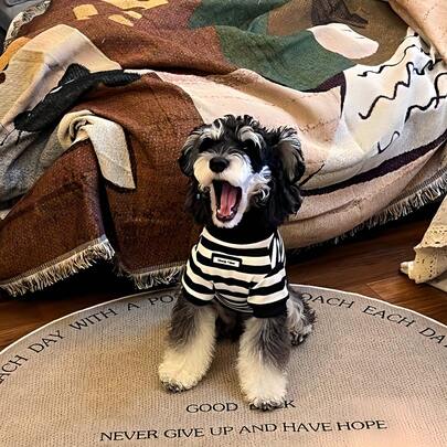 Striped Dog Hoodie, Knitted Pet Sweatshirt, Fashionable Puppy Outfit, With Contrast Trim, Suitable For Puppies And Small Breed Dogs