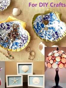 5/8/20pcs Natural Scallop Shells, White Scallop Shells, Home Decor, DIY Painting, Baking, Beach, Wedding Decor, Aquarium Decor, Beach Wedding Decor, Perfect For Craft Enthusiasts - A - View 6