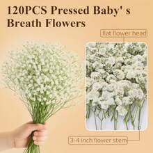 In Stock-Ships Immediately. 120 Pcs Pressed Baby's Breath Flowers Bulk, 100% Natural White Gypsophila Ready-To-Use Real Flowers With Delicate Texture For Greeting Cards, Wedding, Resin Jewelry, Bookmarks, Creative DIY Crafts. - White - View 2