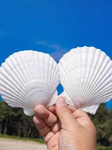 5/8/20pcs Natural Scallop Shells, White Scallop Shells, Home Decor, DIY Painting, Baking, Beach, Wedding Decor, Aquarium Decor, Beach Wedding Decor, Perfect For Craft Enthusiasts - A - View 1