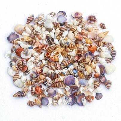 天然小海螺殼、微小海貝殼、海星與海膽殼，適用於水族造景、微景瓶與漂流瓶裝飾