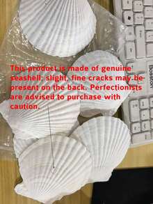 5/8/20pcs Natural Scallop Shells, White Scallop Shells, Home Decor, DIY Painting, Baking, Beach, Wedding Decor, Aquarium Decor, Beach Wedding Decor, Perfect For Craft Enthusiasts - A - View 12