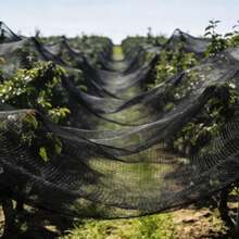 SanBouSi Garden Netting Bird Netting For Garden Protection(98.43*49.21ft) Bird Netting 1-Inch Mesh - Black - View 7