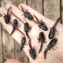 Bionic Tadpole Lure, TPE Floating Tadpole Soft Bait, Enlarged Single Hook Design, Suitable For Freshwater And Saltwater Fly Fishing, Stream Fishing, Carp, Catfish, Bass, Trout, Salmon Fishing Micro Hook Bait - Multicolor - View 15