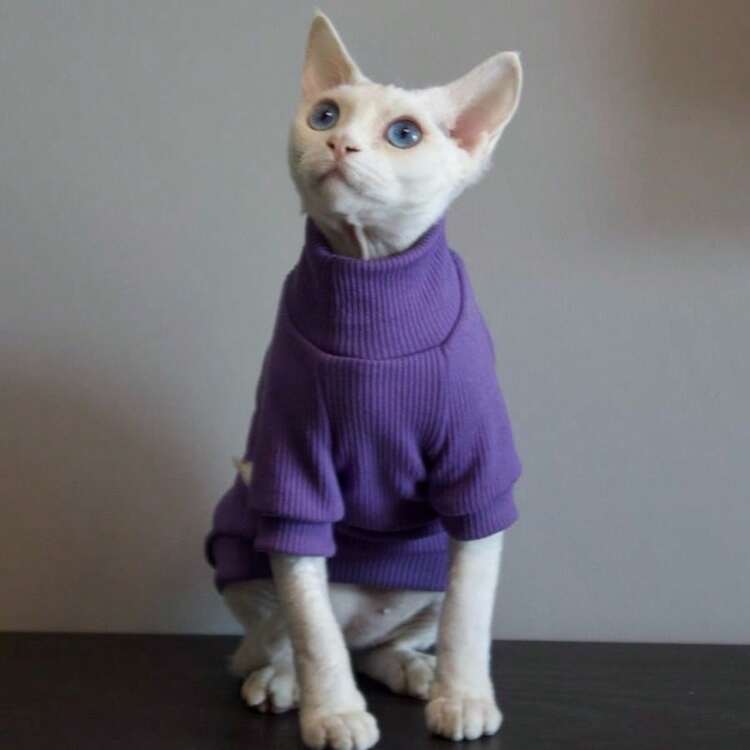 Pet Clothing Solid Color Ribbed Two-Legged Outfit, All-Season Wearable, High Elasticity Fitted Warm Base Layer, Suitable For Hairless Cats, Devon Rex, Abyssinian Pet Cats - Purple - View 7