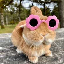 Cute Rabbit Small Animal Pet Hat Clothing Set Accessories, Suitable For Rabbits, Guinea Pigs, Kittens, Puppies, Ferrets - Multicolor - View 6