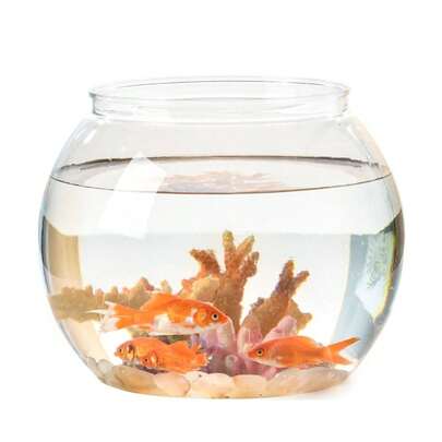 Sturdy Nicely Betta Fish Bowl Small Aquariums For Small Ornamental Fish And Reptiles High Transparency Plastic Good View