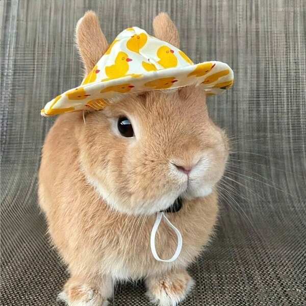 Summer Animal Pattern Pet Hat - Adjustable, Easy For Rabbits, Kittens And Small Animals To Wear - Vibrant Colors, Drawstring, Comfortable Fit - Perfect For Parties, Photoshoots And Outdoor Fun, Party Pet Hat | Playful Pet Hat