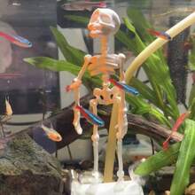 1pc Dancing Skeleton Aquarium Decoration, Oxygen Tube Not Included - A - View 10