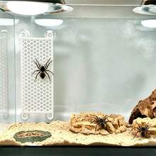 Wall‑Mount Suction Cup Hexagonal Mesh Climbing Board, Jumping Spider Enclosure Accessory, Plastic Vivarium Decor, Tarantula Spider Climbing Rest Exploring Habitat Decor For Small Exotic Insect Pets - View 5