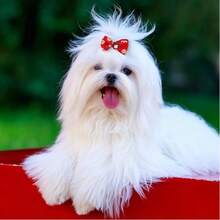 6/20/40/60/100 piezas Accesorios para el pelo de mascotas de colores aleatorios lindos, decoraciones universales para gatos & perros, adornos de aseo diario, hacen felices a las mascotas, regalos de cumpleaños & Navidad para mascotas - Multicolor - Ver 5
