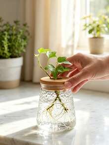 Transparent Glass Hydroponic Vase, Geometric Shaped Vase With Wooden Lid Planter, Desktop Air Purifying Succulent Plant Pot - Multicolor - View 4