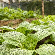 SanBouSi Garden Netting Bird Netting For Garden Protection(98.43*49.21ft) Bird Netting 1-Inch Mesh - Black - View 10
