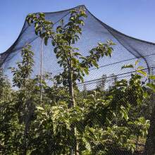 SanBouSi Garden Netting Bird Netting For Garden Protection(98.43*49.21ft) Bird Netting 1-Inch Mesh - Black - View 8