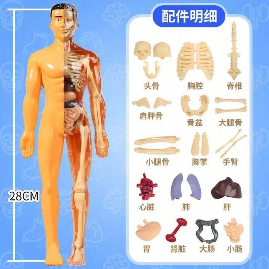 Modelo de Anatomía Humana 3D para Niños (Translúcido y Completamente Transparente), Modelo de Esqueleto para Niños, Juguete de Modelo de Esqueleto DIY, Kit Educativo de Ciencia - Con Piezas Desmontables Kit Educativo de Ciencia Modelo de Órganos del Torso Humano para Niños Aprendiendo Ciencia de la Anatomía, 6+ - translúcido - Ver 1