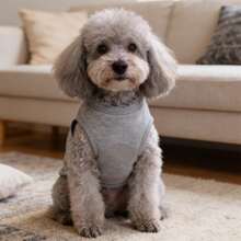 1PC Printed Pet Vest, Suitable For Corgi Dogs And Teddy Bears, Suitable For Indoor And Outdoor Activities - Grey - View 4