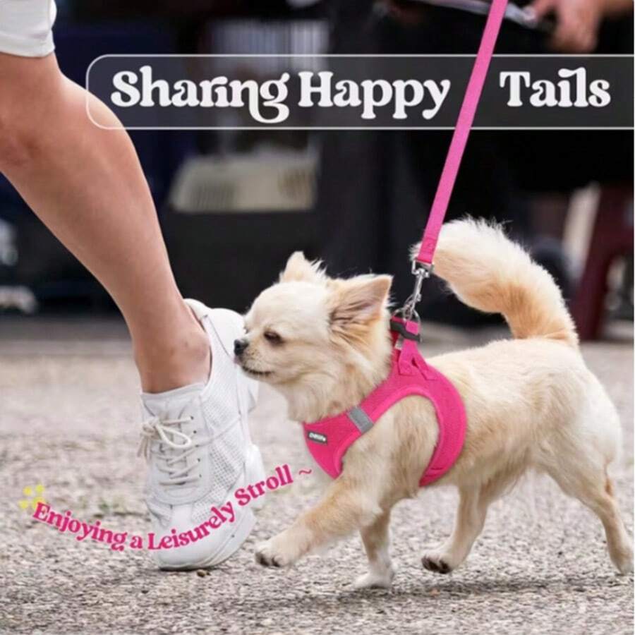 2件組小型犬胸背帶與牽繩套裝,穿入式幼犬寵物背心,輕量柔軟透氣網布,附魔鬼氈,穿脫方便,安全反光設計,適合散步,狗狗胸背帶 - 彩色 - 查看 1