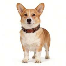 Collar para perro de cuero PU suave con remaches y pinchos de hongo, collar ajustable para mascotas pequeñas, adecuado para perros pequeños - Multicolor - Ver 8