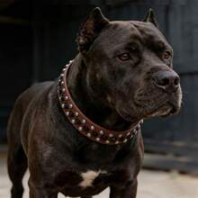 Collar para perro de cuero PU suave con remaches y pinchos de hongo, collar ajustable para mascotas pequeñas, adecuado para perros pequeños - Multicolor - Ver 5