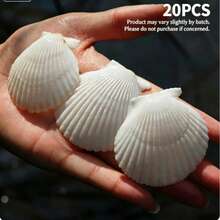 5/8/20pcs Natural Scallop Shells, White Scallop Shells, Home Decor, DIY Painting, Baking, Beach, Wedding Decor, Aquarium Decor, Beach Wedding Decor, Perfect For Craft Enthusiasts - A - View 11