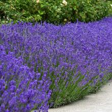 Bonsai - Purpura - View 7