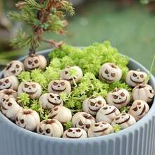 20PCS/5pcs Halloween Mini Pumpkins, Gothic Pumpkin Heads, Outdoor Garden Potted Plant Decoration Ground Cover Mini Pumpkins, White Pumpkins, Garden Micro Landscape Path Decoration, Fish Tank Halloween Scene Arrangement - Multiple Styles - View 9