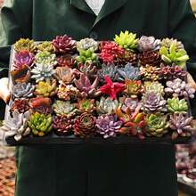Bonsai - 50pcs With 10 Kinds - View 1